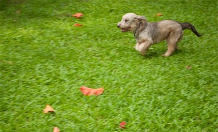 small white dog with fur - Adorable cute puppy running as if she's flying Stock Photo - Budget Royalty-Free & Subscription, Code: 400-05246924
