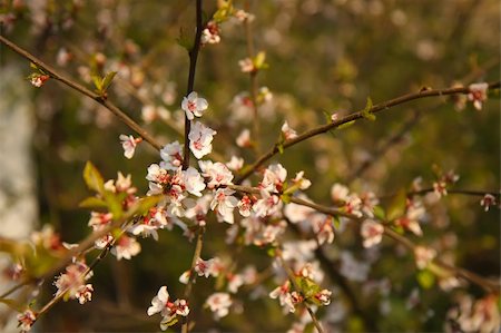 roxxer (artist) - Blossoms of apple tree Photographie de stock - Aubaine LD & Abonnement, Code: 400-05247125