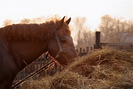 simsearch:400-03962794,k - Horse eats hay Photographie de stock - Aubaine LD & Abonnement, Code: 400-05247155