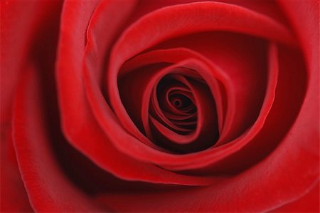 single red rose bud - Macro flower beautiful rose for a background image Stock Photo - Budget Royalty-Free & Subscription, Code: 400-05247178