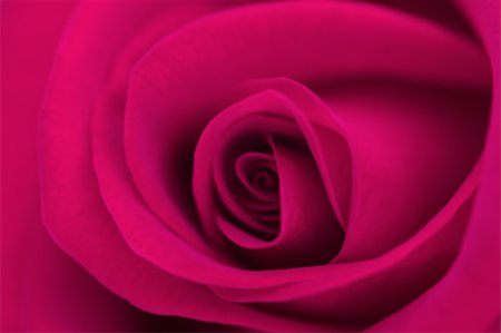 symbol present - Macro flower beautiful rose for a background image Stock Photo - Budget Royalty-Free & Subscription, Code: 400-05247180