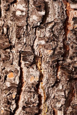 dry corrosion - Pine tree trunk texture, close up take Stock Photo - Budget Royalty-Free & Subscription, Code: 400-05247287
