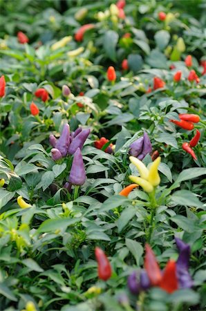 simsearch:400-05007814,k - Purple, red and yellow  chili pepper growing on a plant Stock Photo - Budget Royalty-Free & Subscription, Code: 400-05247731