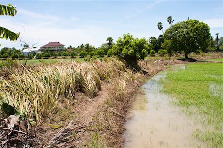 simsearch:400-04983141,k - field rice and the blue sky in the thailand. Stock Photo - Budget Royalty-Free & Subscription, Code: 400-05247935