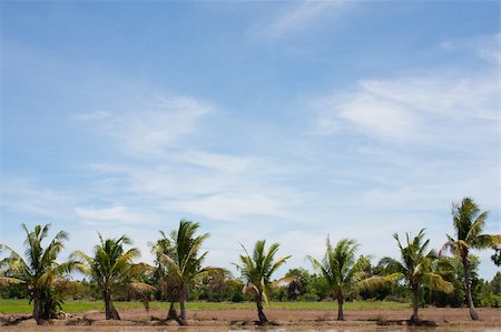 simsearch:400-04349207,k - tree line in the field on the blue sky. Stock Photo - Budget Royalty-Free & Subscription, Code: 400-05247936