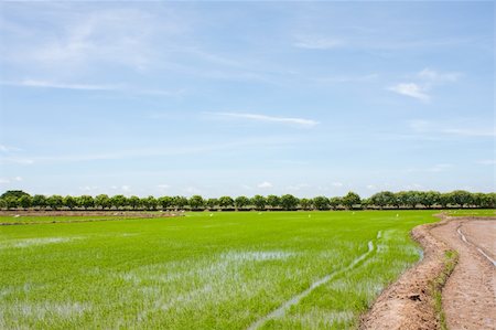 simsearch:400-04349207,k - field rice and the blue sky in the thailand. Stock Photo - Budget Royalty-Free & Subscription, Code: 400-05247930