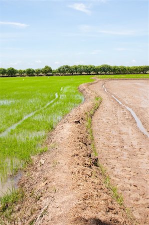 simsearch:400-04740132,k - field rice and the blue sky in the thailand. Stock Photo - Budget Royalty-Free & Subscription, Code: 400-05247931