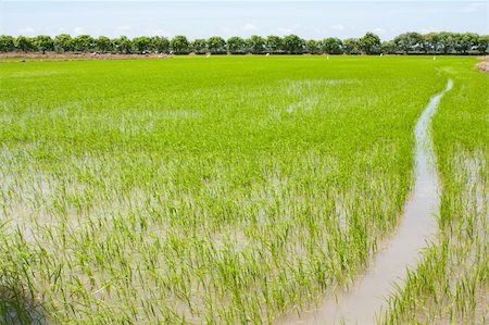 simsearch:400-04349207,k - field rice and the blue sky in the thailand. Stock Photo - Budget Royalty-Free & Subscription, Code: 400-05247932