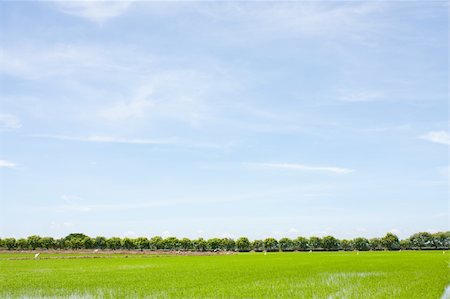 simsearch:400-03997550,k - field rice and the blue sky in the thailand. Stock Photo - Budget Royalty-Free & Subscription, Code: 400-05247933