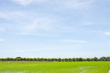 simsearch:400-05165704,k - field rice and the blue sky in the thailand. Foto de stock - Super Valor sin royalties y Suscripción, Código: 400-05247933