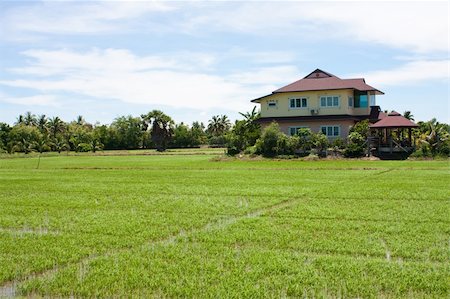 simsearch:400-04740132,k - house in the field rice on the blue sky. Stock Photo - Budget Royalty-Free & Subscription, Code: 400-05247945