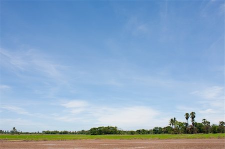 simsearch:400-04740132,k - field rice and the blue sky in the thailand. Stock Photo - Budget Royalty-Free & Subscription, Code: 400-05247942