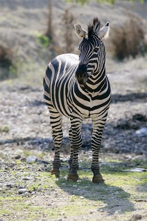 simsearch:400-04348140,k - Beautiful african Zebra outdoor striped skin horse Foto de stock - Royalty-Free Super Valor e Assinatura, Número: 400-05248176