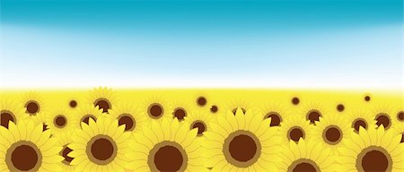 simsearch:400-05248467,k - Summer meadow, sunflowers field Foto de stock - Royalty-Free Super Valor e Assinatura, Número: 400-05248464