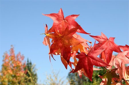 Japanese maple turning red Stock Photo - Budget Royalty-Free & Subscription, Code: 400-05249064