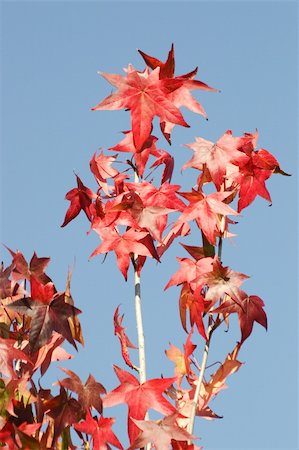 Maple leaves in beautiful autumn colours. Stock Photo - Budget Royalty-Free & Subscription, Code: 400-05249063