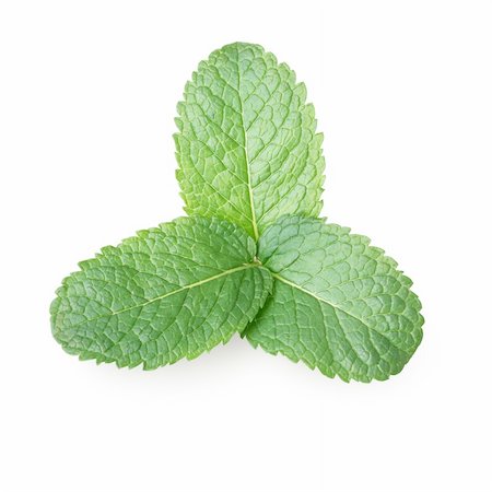 simsearch:400-06531157,k - Tree mint leaves isolated over white Foto de stock - Royalty-Free Super Valor e Assinatura, Número: 400-05249312