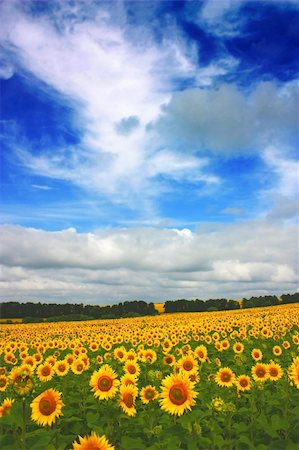 simsearch:400-04742969,k - Beautiful sunflowers field background with blue sky. Stockbilder - Microstock & Abonnement, Bildnummer: 400-05249696