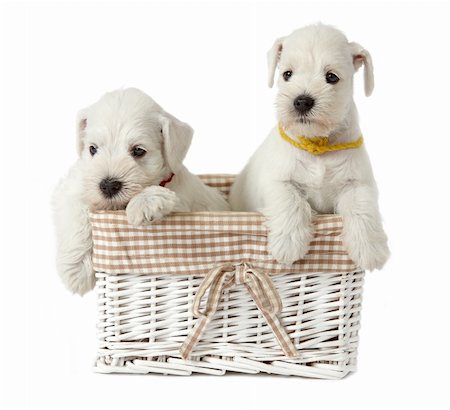 simsearch:400-08412999,k - 5 weeks old schnauzer puppies in a basket Foto de stock - Super Valor sin royalties y Suscripción, Código: 400-05249834
