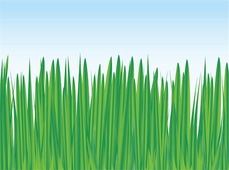 field of fresh green grass - vector background illustration Fotografie stock - Microstock e Abbonamento, Codice: 400-05249869