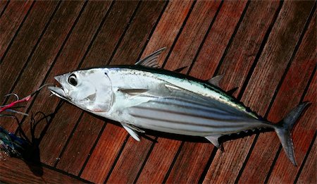fresh blue fish - Catch skipjack tuna fish portrait detail Atlantic seafood Stock Photo - Budget Royalty-Free & Subscription, Code: 400-05240005