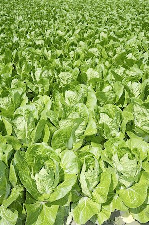 simsearch:400-06394524,k - cabbage green vegetables field in spring farmland agriculture Stock Photo - Budget Royalty-Free & Subscription, Code: 400-05240066