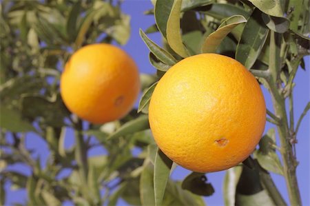 simsearch:400-04433511,k - oranges fruit on a orange tree with sky Stock Photo - Budget Royalty-Free & Subscription, Code: 400-05240060