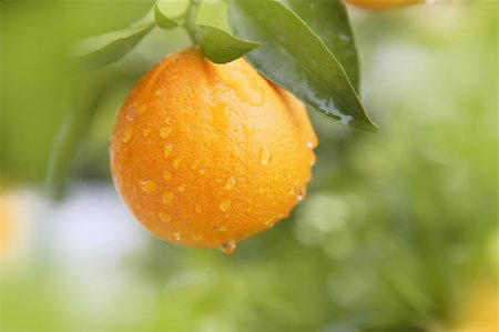 orange fruit hanging  tree fresh water drops Stock Photo - Budget Royalty-Free & Subscription, Code: 400-05240061