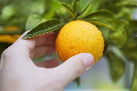 simsearch:400-04433511,k - orange on tree human hand holding fruit Stock Photo - Budget Royalty-Free & Subscription, Code: 400-05240062