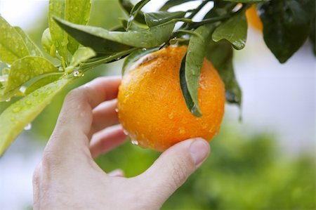 orange on tree human hand holding fruit Stock Photo - Budget Royalty-Free & Subscription, Code: 400-05240063