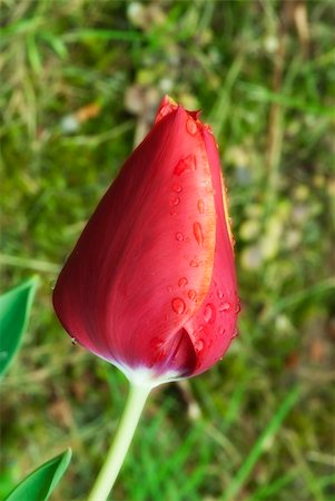 simsearch:400-05369226,k - Closed Red Tulip on a Tuscan Garden, Italy Stock Photo - Budget Royalty-Free & Subscription, Code: 400-05240123