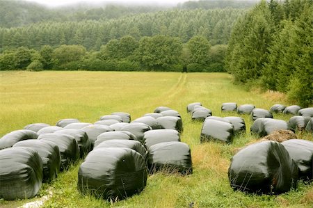 silage - Black plastic wrap cover for wheat cereal bales outdoor Stockbilder - Microstock & Abonnement, Bildnummer: 400-05240182