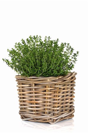 Thyme herb plant in a rustic woven wicker basket isolated over white background. Thymus. Stock Photo - Budget Royalty-Free & Subscription, Code: 400-05240279