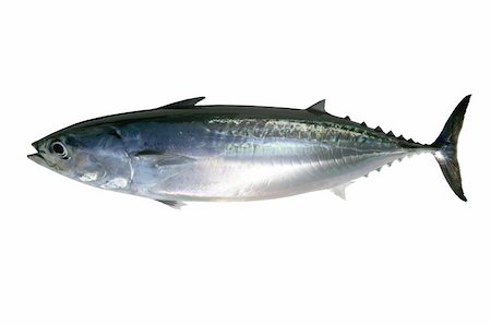 simsearch:400-05332014,k - Auxis thazard saltwater frigate tuna fish isolated on white Stock Photo - Budget Royalty-Free & Subscription, Code: 400-05240399