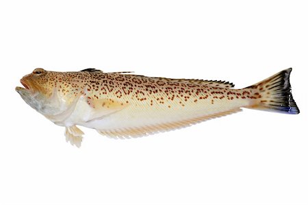 Trachinus araneus Mediterranean Spotted Weever fish isolated on white Stock Photo - Budget Royalty-Free & Subscription, Code: 400-05240393