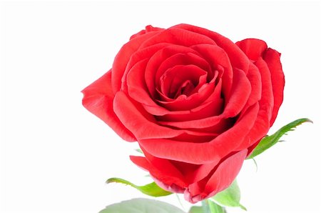 single red rose bud - Red rose isolated over white Stock Photo - Budget Royalty-Free & Subscription, Code: 400-05240415