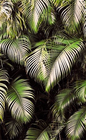 Jungle background of tropic rain forest tree and leaf. Stock Photo - Budget Royalty-Free & Subscription, Code: 400-05240587