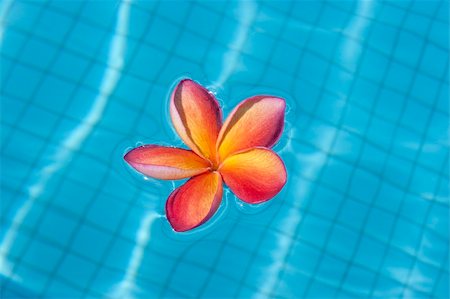 dinictis (artist) - Tropical frangipani flower floating in blue pool Foto de stock - Super Valor sin royalties y Suscripción, Código: 400-05240591