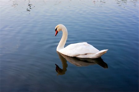 swan beak color - beautiful white swan swiming Stock Photo - Budget Royalty-Free & Subscription, Code: 400-05240611