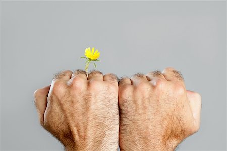 Concept and contrast of hairy man hand and spring flower fragility Stock Photo - Budget Royalty-Free & Subscription, Code: 400-05240739