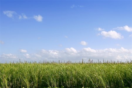 beautiful green everglades in florida Stock Photo - Budget Royalty-Free & Subscription, Code: 400-05240859