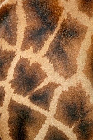 Giraffe real skin background pattern texture Stock Photo - Budget Royalty-Free & Subscription, Code: 400-05240873