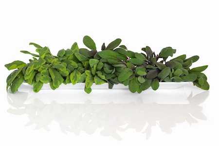 simsearch:400-04052014,k - Purple and variegated sage herb leaf sprigs in a white porcelain dish, isolated over white background with reflection. Stockbilder - Microstock & Abonnement, Bildnummer: 400-05241035