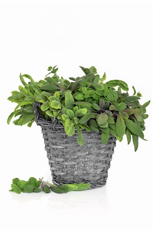 simsearch:400-04052014,k - Oregano and  purple and variegated sage herb leaf sprigs, in an old rustic wicker basket, isolated white background. Stockbilder - Microstock & Abonnement, Bildnummer: 400-05241036