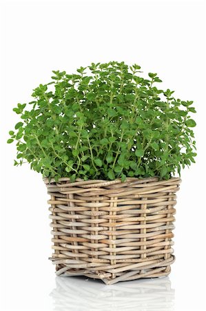 Oregano herb plant in a rustic wicker basket isolated over white background. Origanum Foto de stock - Super Valor sin royalties y Suscripción, Código: 400-05241074