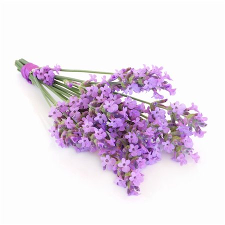 essence - Lavender herb flower posy isolated over white background. Lavandula angustifolia munstead. Stock Photo - Budget Royalty-Free & Subscription, Code: 400-05241073