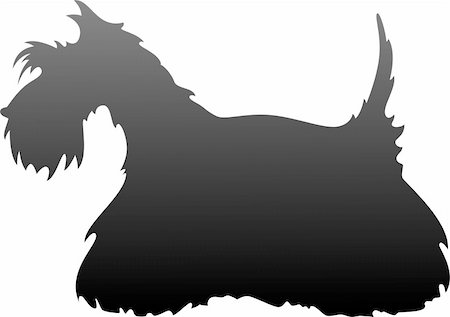 schottischer terrier - Scottish Terrier silhouette over white. EPS 8, AI, JPEG Stockbilder - Microstock & Abonnement, Bildnummer: 400-05241119