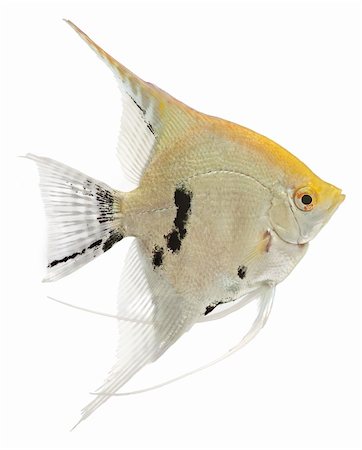 poisson-ange - Angel fish isolated in white background Photographie de stock - Aubaine LD & Abonnement, Code: 400-05241365