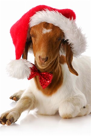 father christmas family portrait - adorable south african boer goat wearing santa hat and bow tie Photographie de stock - Aubaine LD & Abonnement, Code: 400-05241373