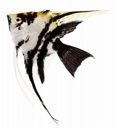 poisson-ange - Angel fish isolated in white background Photographie de stock - Aubaine LD & Abonnement, Code: 400-05241382